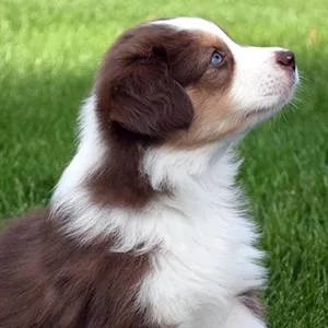 Highland Haven Aussies Puppies, Mahopac NY