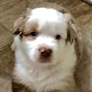 Highland Haven Aussies Puppies, Mahopac NY